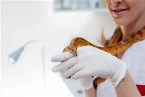 7 sëmundje të zakonshme tek gjarpërinjtë e kafshëve shtëpiake! Çfarë duhet të dini