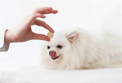 9 parimat glükoosamiini toidulisandit koertele 2023. aastal – ülevaated & parimat valikut