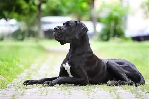 Fekete dog: Tények, eredet & Történelem (képekkel)