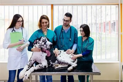Проблемы со здоровьем немецкого дога (ответ ветеринара): 9 распространенных проблем, на которые стоит обратить внимание