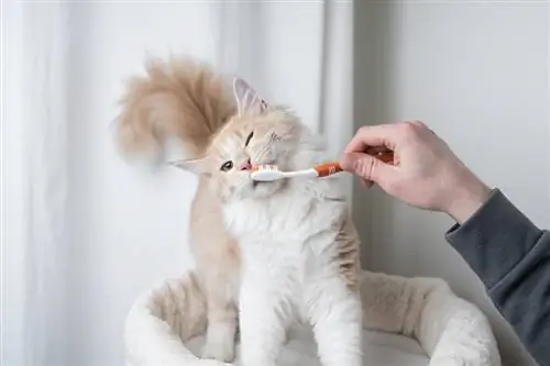 Êtes-vous censé brosser les dents de votre chat ? (Réponse du vétérinaire)
