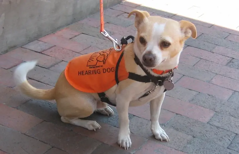 Слуховые собаки 101: Служебные собаки для слабослышащих или глухих людей