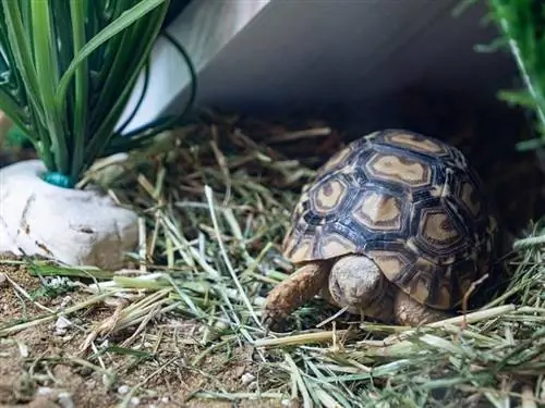 10 najboljih posteljina i podloga za kornjače u 2023. – Recenzije & Najbolji izbor