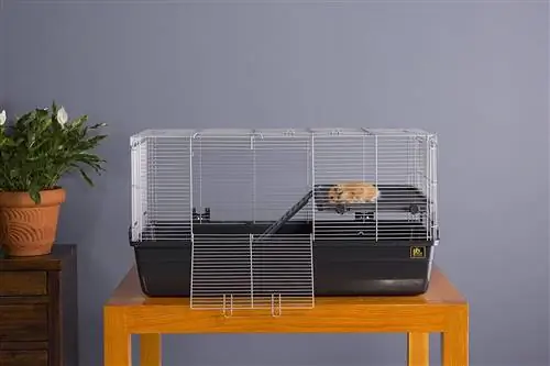 6 Melhores gaiolas para ratos de estimação em 2023 – Avaliações & Principais escolhas
