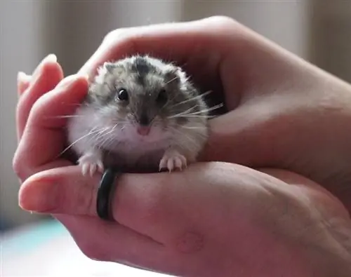 Kan hamstere lide at blive holdt? Det interessante svar