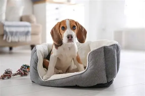 5 meilleurs lits pour chiens pour Beagles en 2023 – Avis &