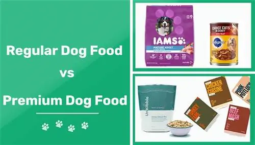Ushqimi i rregullt kundrejt qenve Premium: Cili është ndryshimi?