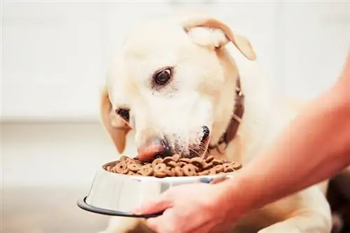 Entdecken Sie die 7 goldenen Regeln für die Fütterung Ihres Hundes