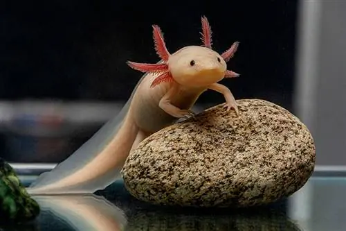 Er Axolotls padder? Fakta & Information