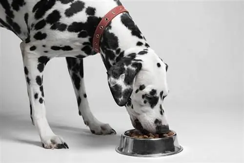 10 מזונות החלבון החדשים הטובים ביותר לכלבים בשנת 2023: ביקורות & הבחירות המובילות