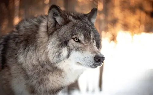 Ar vilkai ir šunys gali poruotis? Ką sako mokslas