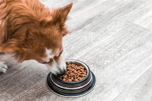 Berapa Banyak Yang Perlu Saya Makan Corgi Saya? (Panduan Memberi Makan)