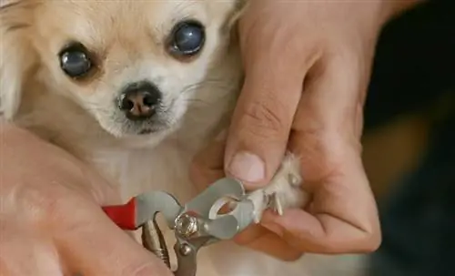 10 labākās nagu griešanas ierīces maziem suņiem 2023. gadā: Atsauksmes & Populārākās izvēles
