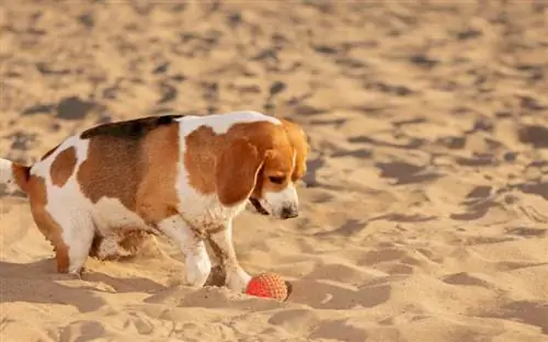 Chó có được phép vào Bãi biển Orange không? Giải thích các quy tắc địa phương