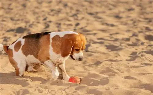 Sind Hunde am Orange Beach erlaubt? Lokale Regeln erklärt