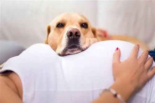 4 סיבות למה להחזיק כלב במהלך ההריון זה מדהים