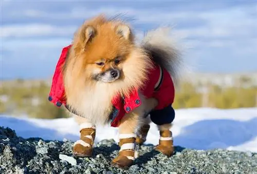 უნდა ატარონ თუ არა ძაღლებმა ჩექმები ცივ ამინდში? კარგი იდეაა?