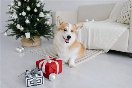 16 צעצועי כלב חג המולד הטובים ביותר בשנת 2023 – ביקורות & בחירות מובילות
