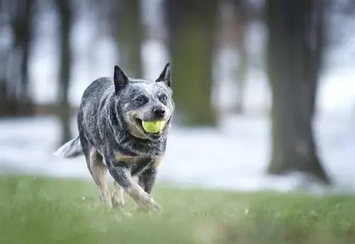 10 Melhores Brinquedos para Blue Heelers em 2023: Comentários & Principais escolhas