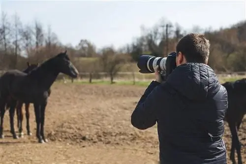 15 tipp lófotózáshoz: Útmutató a tökéletes kisállatportréhoz