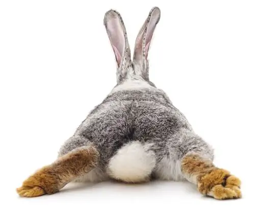 Neden Tavşanların Kuyrukları Vardır & Bunları Ne İçin Kullanırlar? Şok edici Cevap