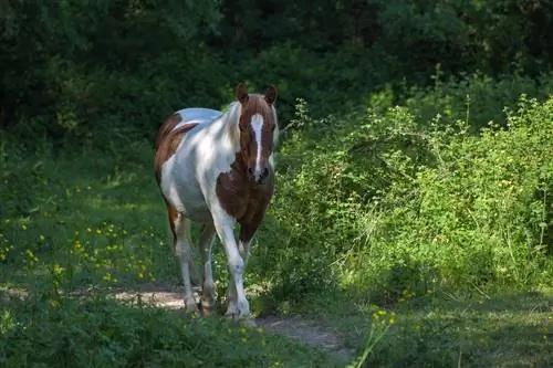 Czy konie mogą same znaleźć drogę do domu? Zaskakująca odpowiedź