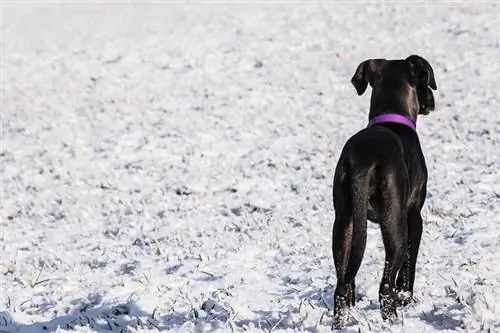 10 zimskih varnostnih nasvetov za pse (vodnik 2023)