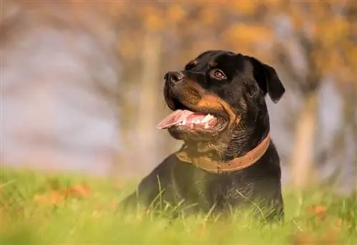 10 fascinerende Rottweiler-fakta: Lær dem bedre at kende