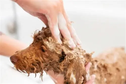 11 parasta koiran shampoota kutisevalle iholle vuonna 2023 – arvostelut & parasta valintaa