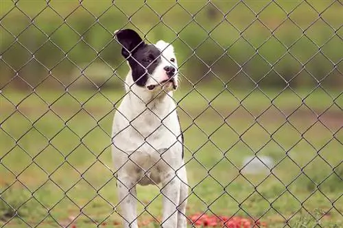 Combien coûte l'installation d'une clôture pour chien ? (Guide des prix 2023)