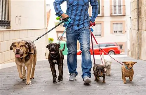Zijn apps voor het uitlaten van honden veilig? Voordelen & Nadelen