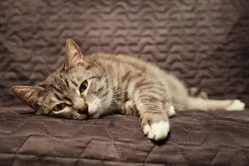 Pankreatitída u mačiek (Schválené veterinárom): Príznaky, príčiny & Liečba