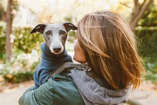 Ist ein Windhund gut für einen erstmaligen Hundebesitzer? Vor der Adoption lesen