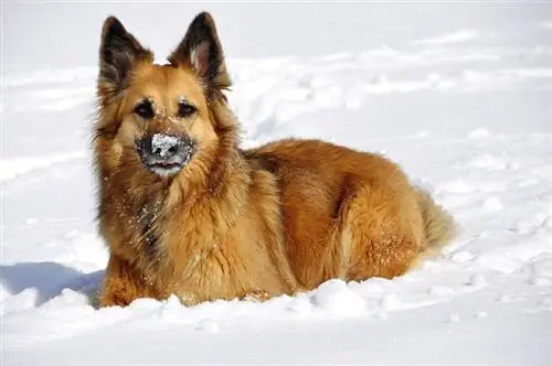 Proč psi jedí sníh? 4 důvody zkontrolované veterinářem