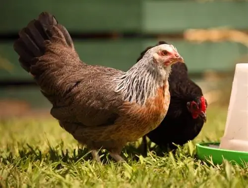 Hvor lenge kan kyllinger stå i fred? (veterinær vurdert fakta)
