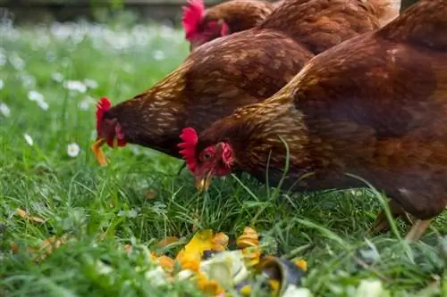 Wat eten kippen van nature? 7 voordelen van foeragerende kippen