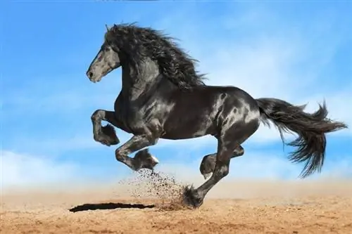 Dünyanın En Güzel 15 At Cinsi (Resimlerle)