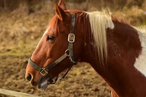 Wie lange können Pferde ohne Futter und Wasser auskommen? Die überraschende Antwort