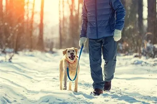 كيف تمشي كلبك في الشتاء الثلجي (10 نصائح للأمان)