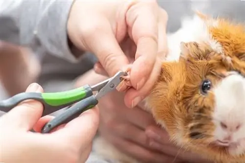 Ano ang Mangyayari Kung Masyadong Mahaba ang Kuko ng Guinea Pig? (Sagot ng Vet)