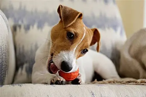 10 najboljših igrač za žvečenje za majhne pse v letu 2023 – ocene & Najboljši izbori