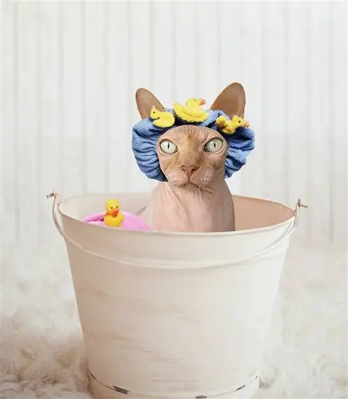 Comment toiletter votre chat Sphynx (8 conseils pour faciliter les choses)