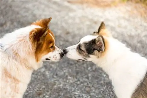 Kan honde kanker by ander honde ruik? Hoe doen hulle dit?