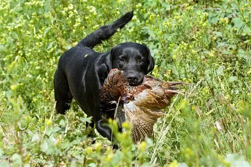 12 races de gossos de caça d'ocells que hauríeu de conèixer (amb imatges)