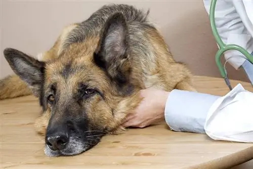 Bukspottkörtelcancer hos hundar – tecken, symtom & Vård (Veterinärens svar)