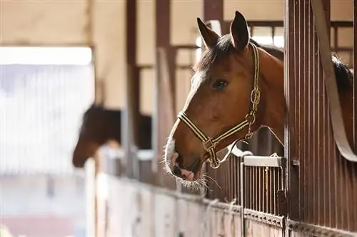 Per quanto tempo i cavalli possono essere lasciati soli? (Fatti esaminati dal veterinario)