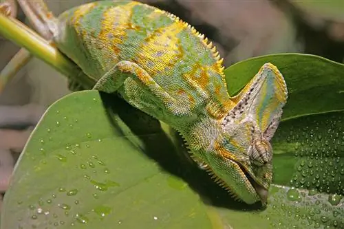 Jak dlouho vydrží chameleoni bez jídla a vody? Překvapivá odpověď