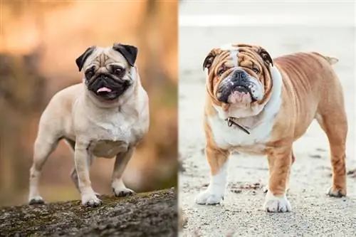 Miniature Bulldog (Pug & English Bulldog Mix): รูปภาพ คู่มือ ข้อมูล การดูแล & เพิ่มเติม