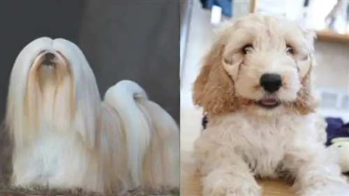 Lacasapoo (Lhasa Apso & Cockapoo Mix)፡ ሥዕሎች፣ መመሪያ፣ መረጃ፣ እንክብካቤ & ተጨማሪ