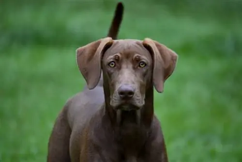 Labmaraner (Labrador Retriever & Weimaraner Mix): รูปภาพ คู่มือ ข้อมูล การดูแล & More